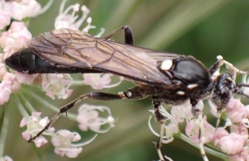 Coelichneumon deliratorius